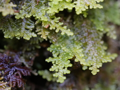 Lepidolaena clavigera