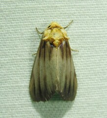 Eulithosia plesioglauca