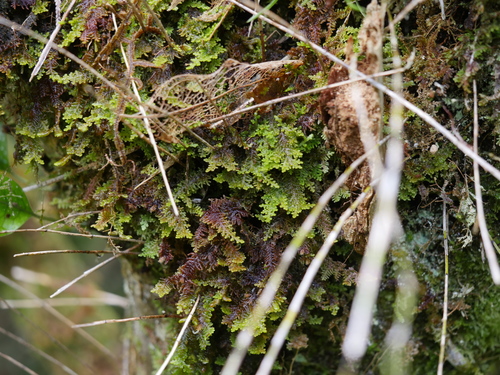 Lepidolaena clavigera