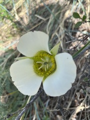 Calochortus gunnisonii