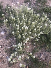 Lepidium montanum