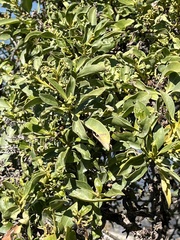 Myoporum laetum