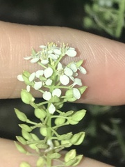 Lepidium montanum