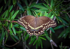 Papilio palamedes
