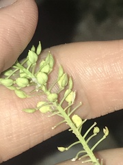 Lepidium montanum