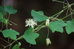 Passiflora lutea