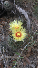 Hamatocactus setispinus
