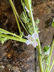 Malva neglecta