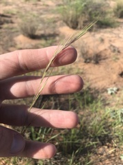 Aristida adscensionis, photograph Ryan Donnelly, CC BY, iNaturalist via GBIF