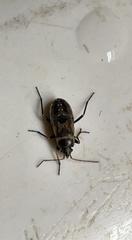 Rhyparochromus vulgaris