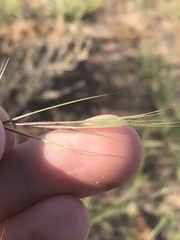 Aristida adscensionis, photograph Ryan Donnelly, CC BY, iNaturalist via GBIF