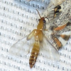 Telegeusis