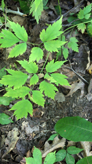 Actaea pachypoda