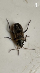 Rhyparochromus vulgaris