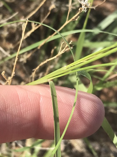 Aristida adscensionis, photograph 5