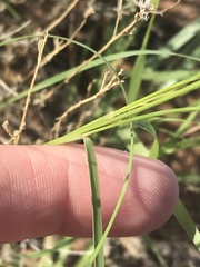 Aristida adscensionis, photograph Ryan Donnelly, CC BY, iNaturalist via GBIF