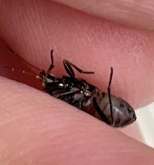 Rhyparochromus vulgaris