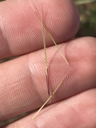 Aristida adscensionis, photograph 6