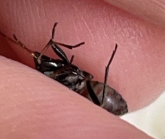 Rhyparochromus vulgaris