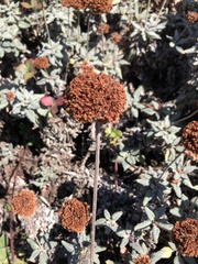 Eriogonum latifolium