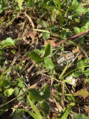 Fragaria