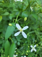 Clematis terniflora