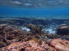 Epinephelus fuscoguttatus