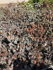 Eriogonum latifolium