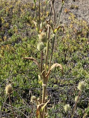 Dipsacus sativus