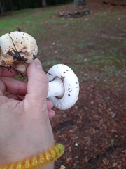 Lactarius pubescens