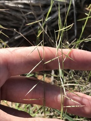 Bouteloua aristidoides