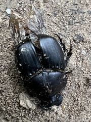 Phanaeus triangularis