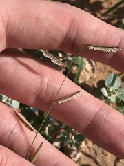 Bouteloua barbata barbata