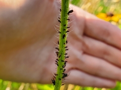 Aphidomorpha