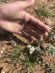 Bouteloua barbata barbata