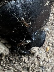 Phanaeus triangularis