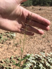 Panicum hirticaule