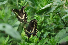 Papilio palamedes
