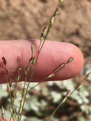 Panicum hirticaule