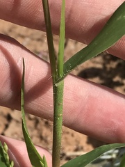 Panicum hirticaule