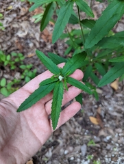 Croton glandulosus