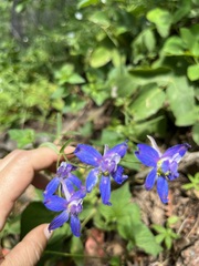 Delphinium
