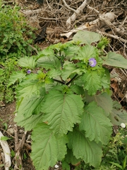 Nicandra physalodes