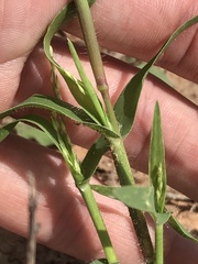Panicum hirticaule