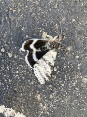 Catocala relicta