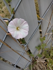 Convolvulus arvensis