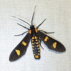 Phoenicoprocta hampsonii