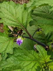 Nicandra physalodes