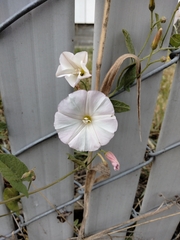 Convolvulus arvensis