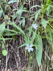 Pseudostellaria jamesiana